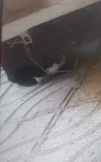 خرگوش