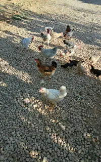 فروش تعدادی مرغ و خروس گلین و تعدادی خروس بلژیکی