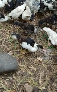 اردک اسرائیلی
