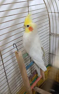 عروس هلندی نر