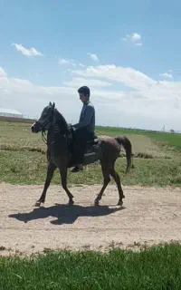 دو راس مادیان