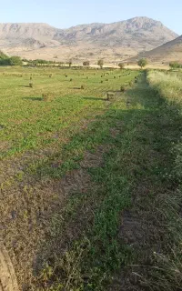 شبدر چین سوم
