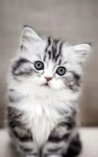 فروش خاک گربه