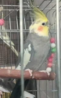 عروس هلندی نر