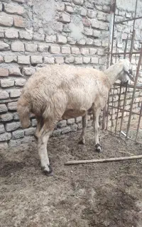 تقلی بروجردی ماده