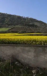 اجاره خونه