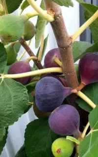 کارگرم برای کار