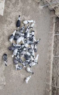 کبوتر