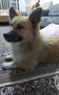 سگ پیداشده