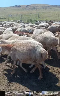 گوسفند ‌مغانی‌‌‌ ‌دامازدیخ‌ ۱۵۰عدد