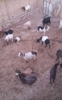 فروش  ۳۰ راس بز  جوان آبستن  یکدست مناسب نگهداری