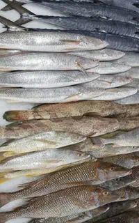 ماهی تازه