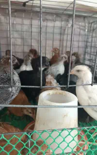 فروش جوجه های واکسن زده