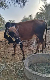 گوساله نرمحلی با یک راس بره نر