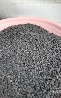 نخود سیاه