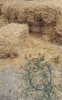 پرس گندم و جو