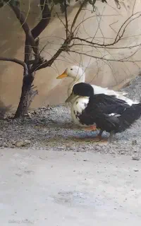 اردک ۱ ساله و ۳ماهه