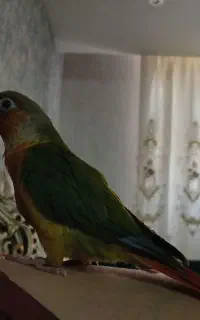 طوطی گرینچیک گمشده