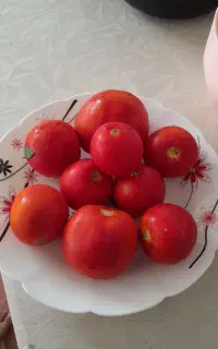 گوجه محلی