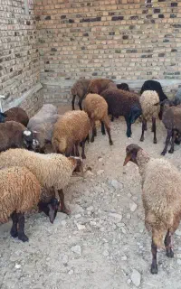 فروش گوسفند نرو ماده هترو
