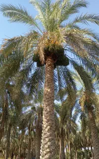 درخت تکان هستم