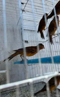 قناری سرخ