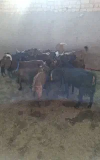 بزوبزغاله آلپاین سانن بره