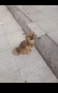 سگ پامر