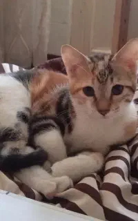 گربه