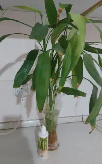 بامبو
