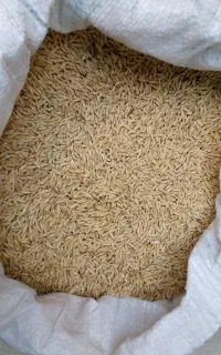 جو محلی درجه یک بذری