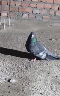 کبوتر