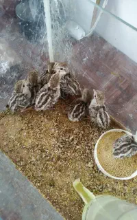 جوجه درجه یک خاص