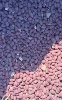 لوبیاقرمز  250