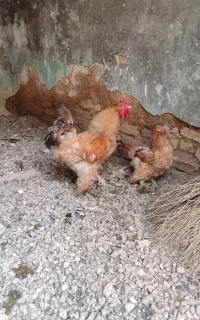 مرغ خروس برهما تخم گذار