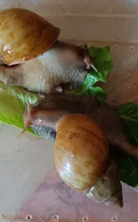 دوعدد حلزون