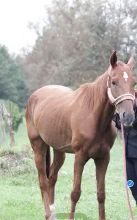 مادیان اصیل ترکمن
