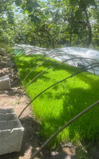 نشا برنج هاشمی