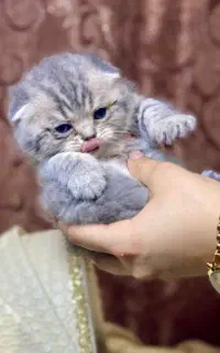 بچه اسکاتیش و بریتیش