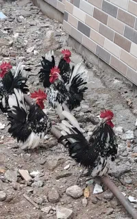 مرغ و خروس لهستانی و جاپنیز