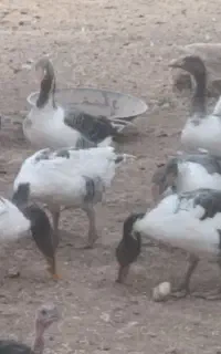 فروش قاز،غاز محلی