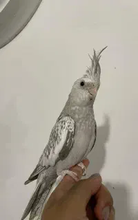 جوجه عروس هلندی