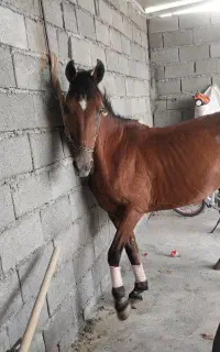 اسب مادیون