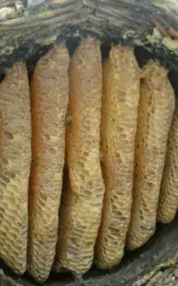 عسل صد در صد طبیعی (سبد و قوطی)