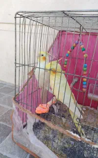 عروس هلندی