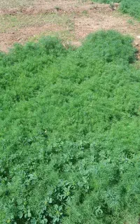 سبزی  سر زمین با آبیاری از آب چاه سالم