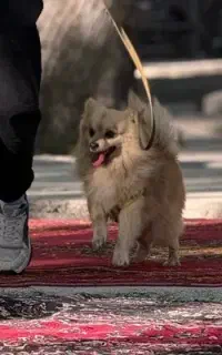 پامر روباهی