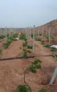 قطعات بتنی پایه فنس پایه درخت انگور   سری چاه