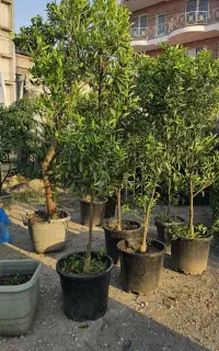 پرتغال و نارنگی درخت مرکبات سایزبزرگ پایه سیتروملو