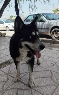 سگ هاسکی